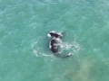 ¡Ballena en Playa Dorada! ¿Nafta o aventura marina?