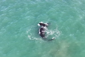 ¡Ballena en Playa Dorada! ¿Nafta o aventura marina?