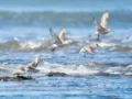 Ornitología en Mar del Plata: ¿qué traman las aves?