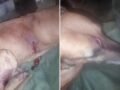 Perro atacado por otros canes, interviene Zoonosis