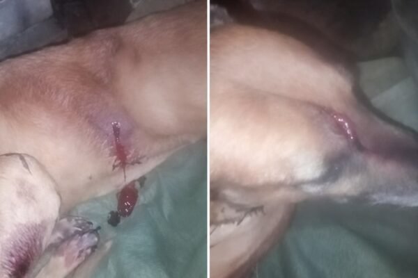 Perro atacado por otros canes, interviene Zoonosis