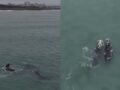 Ballenas francas se lucen frente a Miramar