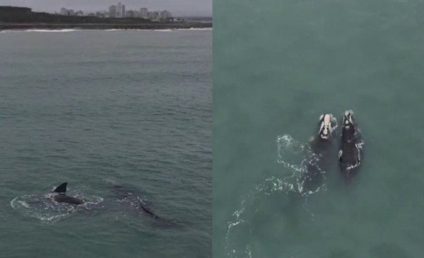 Ballenas francas se lucen frente a Miramar