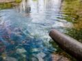 Residuos pesqueros para purificar el agua: un invento local