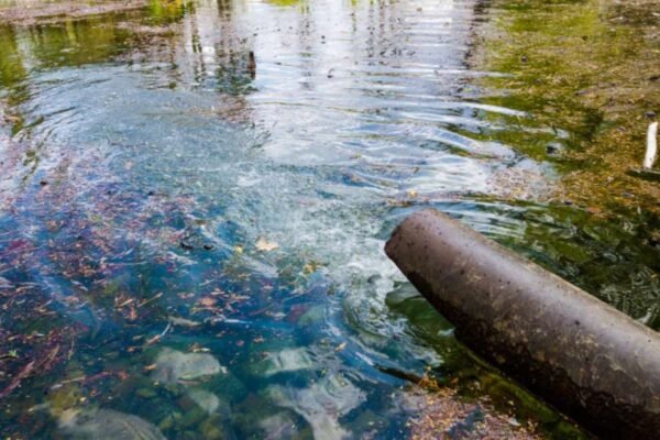 Residuos pesqueros para purificar el agua: un invento local